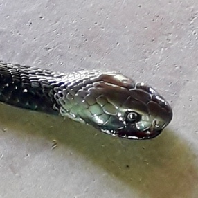 Mozambique Spitting Cobra (young)